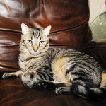 Brown Tabby on Brown Leather