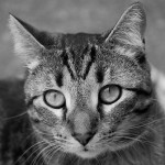 Black and White Boy