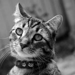 Tabby