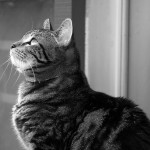 Cat awake time