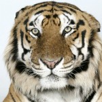 Bengal-tigers-Raja-a-16-y-001