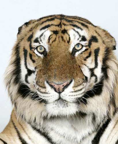 Bengal-tigers-Raja-a-16-y-001