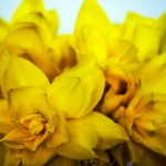 Daffodils-6-ginger liu