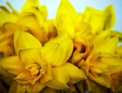Daffodils-6-ginger liu