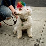 Los-Angeles-Pride_GLIU8-gingerliu