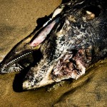 Formby-Fauna-Beach-July-2011-gingerliu