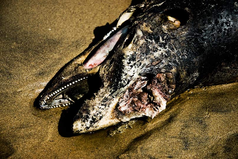 Formby-Fauna-Beach-July-2011-gingerliu