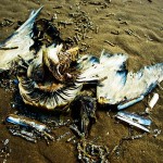 Formby-Fauna-Beach-July-2011-gingerliu
