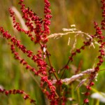 Formby-Fauna-Beach-July-2011-4-gingerliu