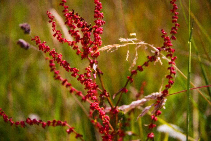 Formby-Fauna-Beach-July-2011-4-gingerliu