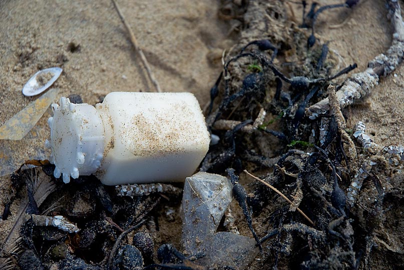 Formby-Fauna-Beach-July-2011-59=gingerliu