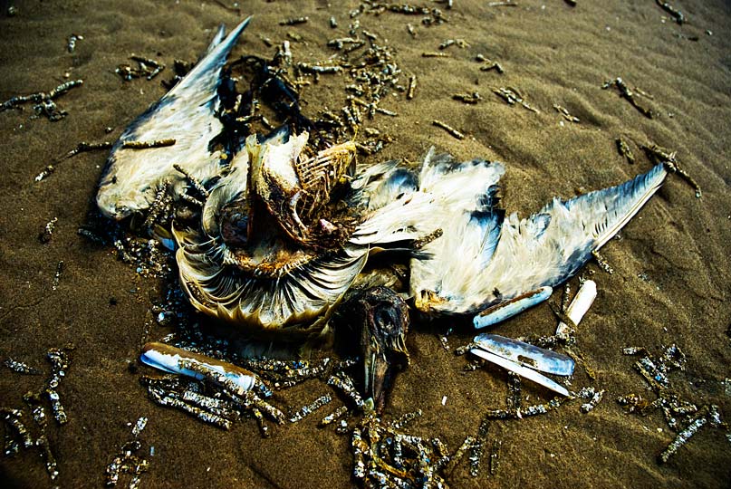 Formby-Fauna-Beach-July-2011-gingerliu