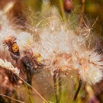 Formby-Fauna-Beach-art-gingerliu