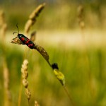 Formby-Fauna-Beach-July-2011-28-gingerliu