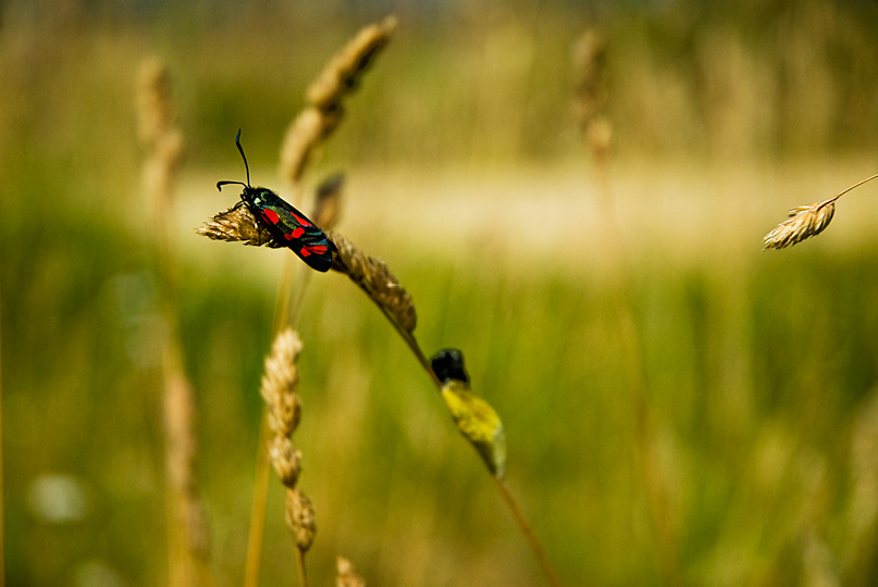 Formby-Fauna-Beach-July-2011-28-gingerliu