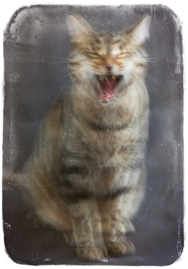 Orby the Cat by Ginger Liu Photography