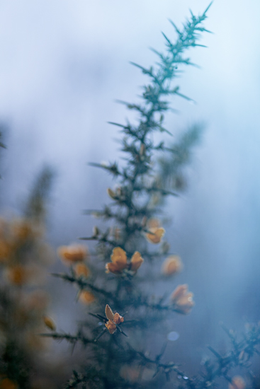 The Forest by Ginger Liu