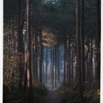 The Forest