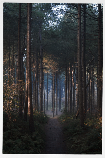 The Forest