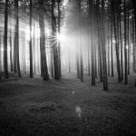 The Forest