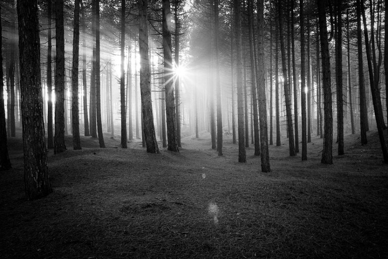 The Forest
